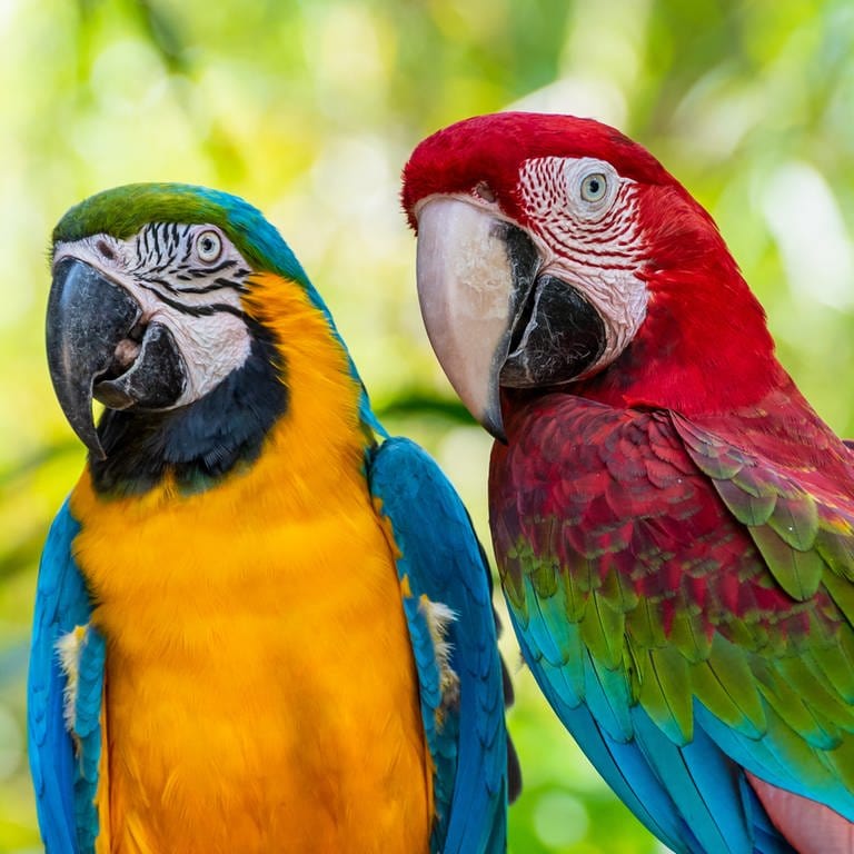 Zwei Aras: Die höchste Lebenserwartung haben größere Vögel. So können Greifvögel bis zu 70 Jahre alt werden. Und Papageien können gut ein Menschenalter erreichen.  (Foto: IMAGO, IMAGO / Panthermedia)