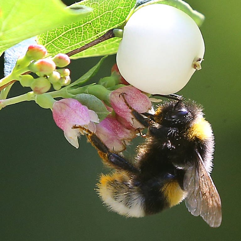 Eine Erdhummel, die zur Gattung der echten Bienen gehört, sitzt auf der Blüte einer Schneebeere und sammelt zum Ende der Sommertracht mit ihrem langen Saugrüssel Nektar für den Wintervorrat. (Foto: dpa Bildfunk, picture alliance/dpa | Wolfgang Kumm)