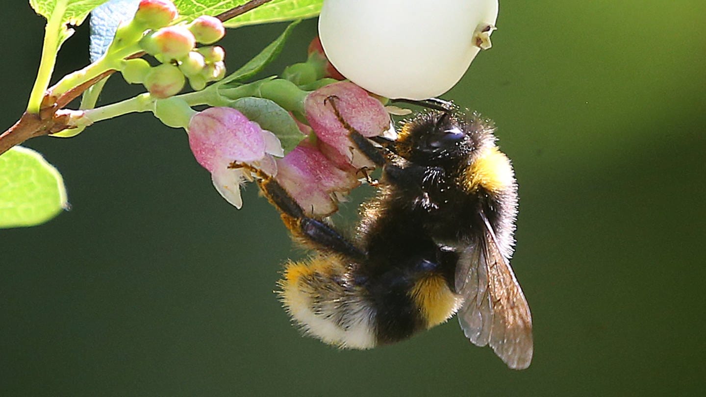 Eine Erdhummel, die zur Gattung der echten Bienen gehört, sitzt auf der Blüte einer Schneebeere und sammelt zum Ende der Sommertracht mit ihrem langen Saugrüssel Nektar für den Wintervorrat.