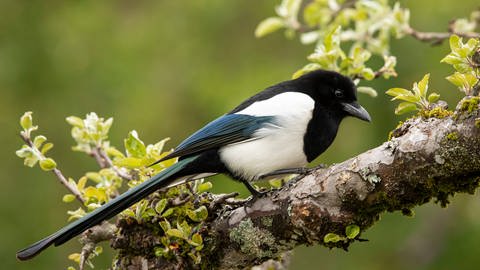 Elstern (Pica pica) stehen unter Naturschutz. Ihre Nester dürfen nicht geplündert werden, auch wenn sie kleinere Vögel wie Meisen verjagen. (Foto: imago images, IMAGO / BIA)