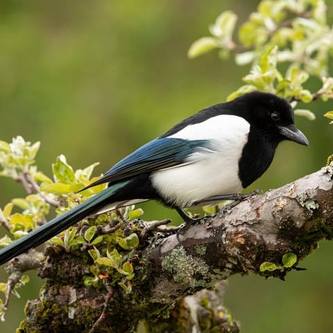 Elstern (Pica pica) stehen unter Naturschutz. Ihre Nester dürfen nicht geplündert werden, auch wenn sie kleinere Vögel wie Meisen verjagen. (Foto: imago images, IMAGO / BIA)