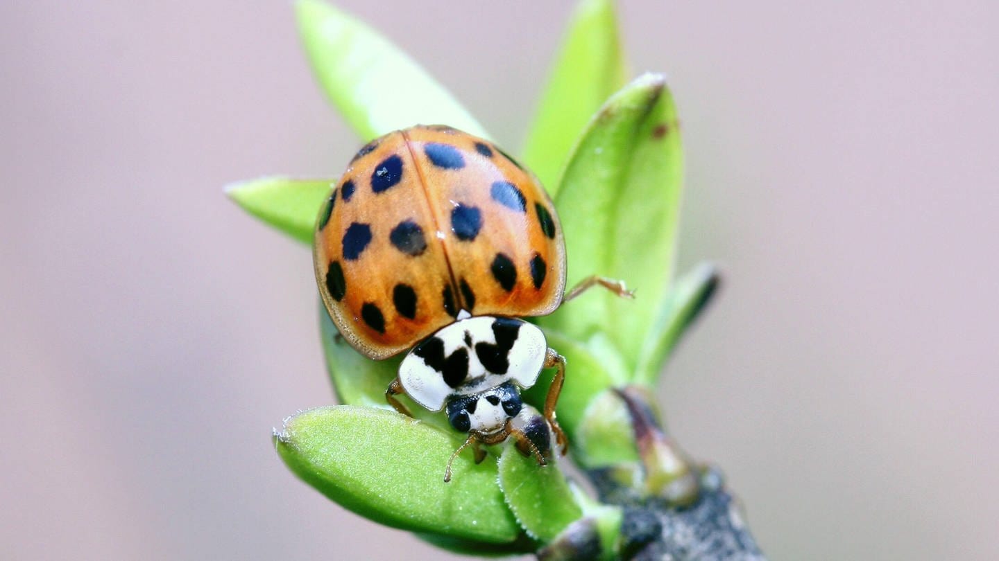 Der Asiatische Marienkäfer (Harmonia axyridis) verdrängt den einheimischen Käfer. Blattläuse frisst er allerdings auch. (Foto: IMAGO, IMAGO / BRIGANI-ART)