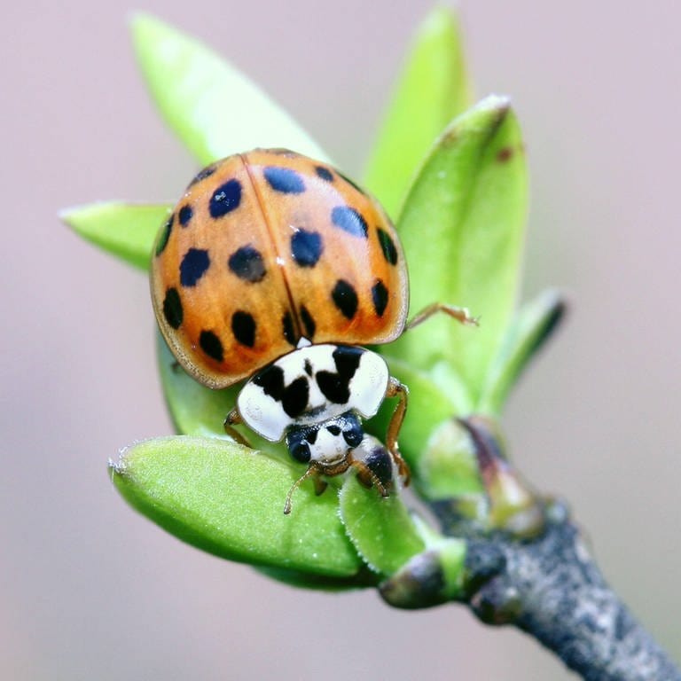Der Asiatische Marienkäfer (Harmonia axyridis) verdrängt den einheimischen Käfer. Blattläuse frisst er allerdings auch. (Foto: IMAGO, IMAGO / BRIGANI-ART)