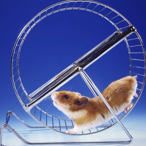 Hamster haben, wie andere Nagetiere auch, einen großen Bewegungsdrang (Foto: IMAGO, imago images / blickwinkel)