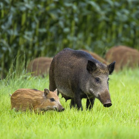 Wildschweine – im frühen Palästina Nahrungsmittelkonkurrent und damit wohl historische Ursache des Schweinefleischverbots (Foto: IMAGO, imago/Nature in Stock)