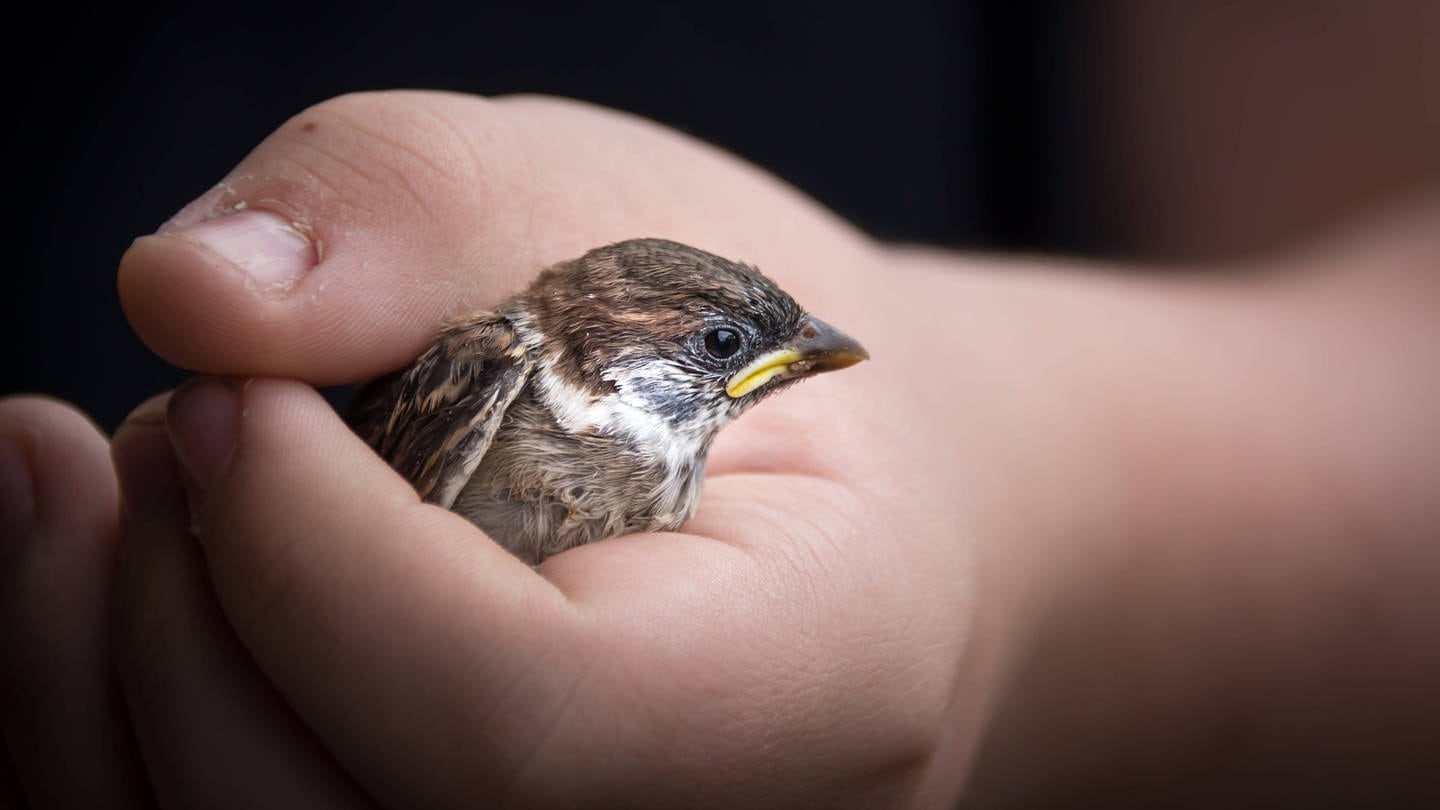Spatz in einer Hand: Lieber den Spatz in der Hand als die Taube auf dem Dach (Foto: IMAGO, imago images / Photocase)