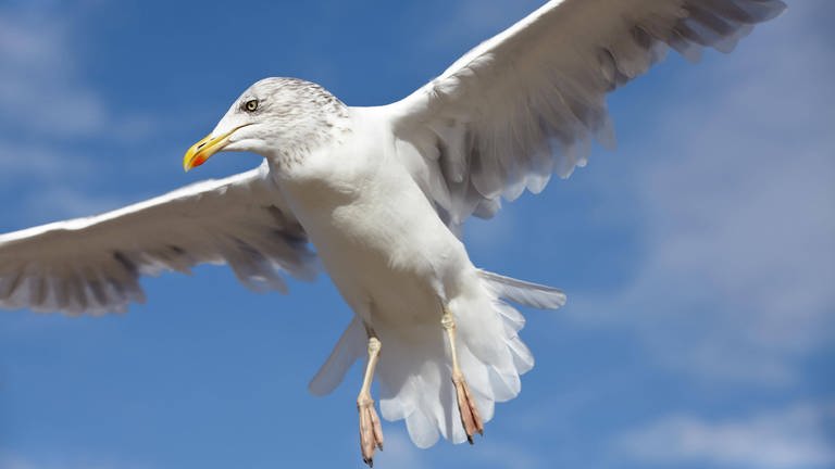 Seemöwe: Wie Vögel sich beim Fliegen orientieren ist noch nicht endgültig geklärt