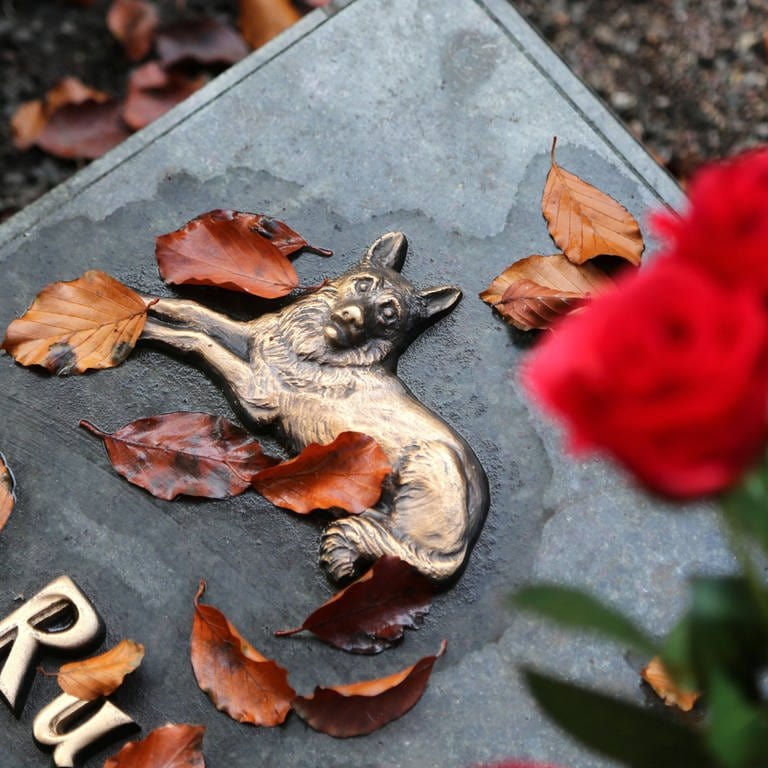 Laub auf einem Grabstein, auf dem ein Schäferhund abgebildet ist (Foto: IMAGO, imago/Karina Hessland)