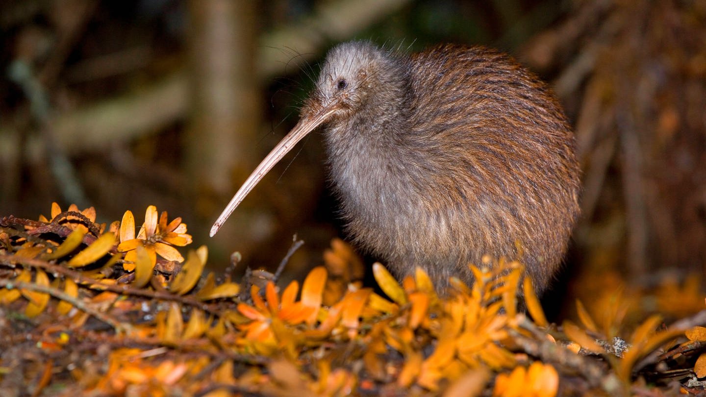 Kiwis auf Neuseeland können gut riechen (Foto: IMAGO, imago images/Ardea)