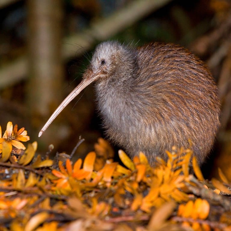 Kiwis auf Neuseeland können gut riechen