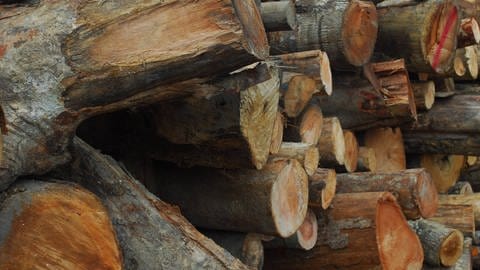 Geschlagenes Tropenholz (Borneo  Indonesien) (Foto: IMAGO, imago images / HBLnetwork)