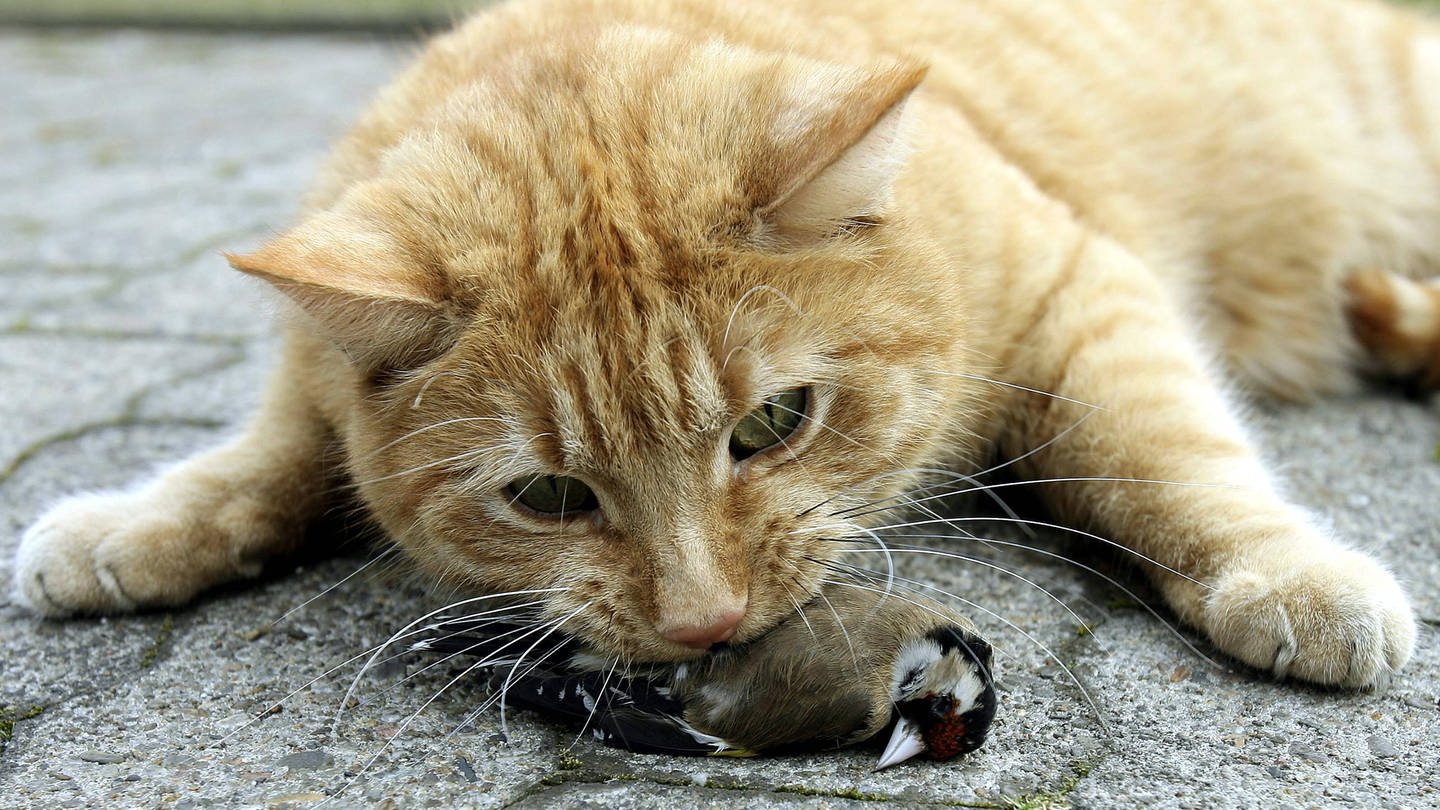 Eine Katze hat einen Vogel erbeutet (Foto: IMAGO, imago images / Marco Stepniak)