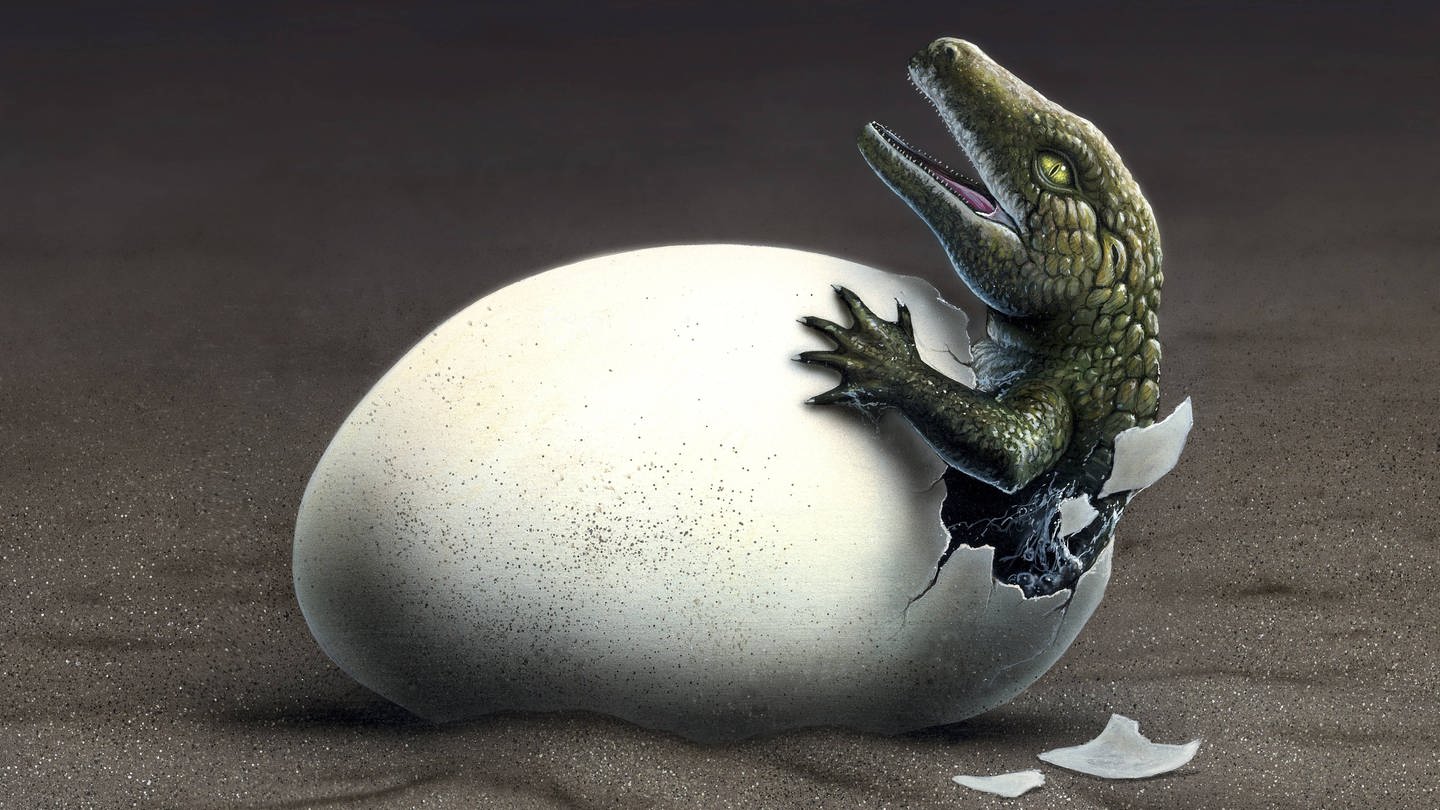 Ein Saurier schlüpft aus einem Ei (Foto: IMAGO, IMAGO / StockTrek Images)
