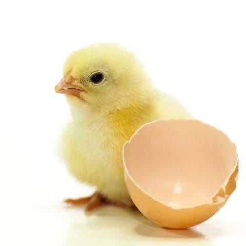Küken neben Eierschalen: Was war zuerst: die Henne oder das Ei? (Foto: picture-alliance / Reportdienste, picture alliance / Countrypixel | FRP)
