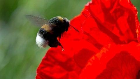 Hummel fliegt auf Mohnblüte