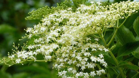 Weiße Blüten vom Schwarzen Holunder (Foto: IMAGO, IMAGO / CHROMORANGE)