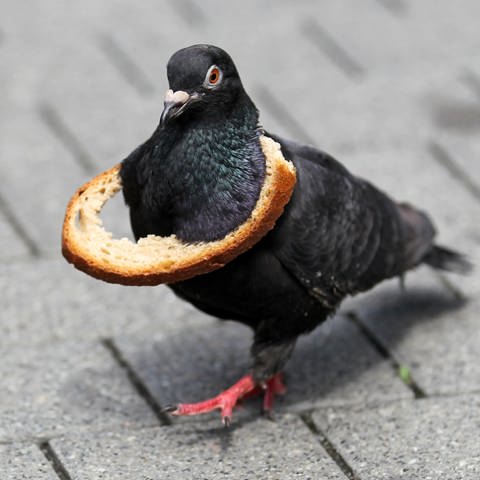 Einer schwarzen Taube hängt ein Ring aus Brotkruste um den Hals