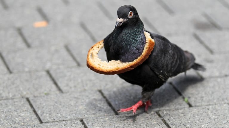 Einer schwarzen Taube hängt ein Ring aus Brotkruste um den Hals (Foto: picture-alliance / Reportdienste, picture alliance / dpa | Jan Woitas)