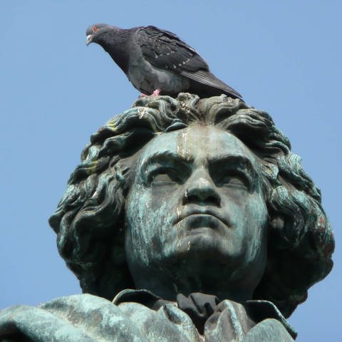Eine Taube sitzt auf dem Kopf einer Beethoven-Statue. Wegen der Harnsäure ist Taubenkot nur schwer zu entfernen. (Foto: IMAGO, IMAGO / imagebroker)