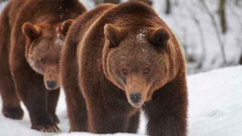 Zwei europäische Braunbären im Winter (Foto: picture-alliance / Reportdienste, picture alliance / Panther Media | Michael Röder)