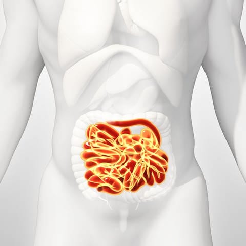 Darm (grafische Darstellung im Körper eines Menschen) (Foto: Colourbox)