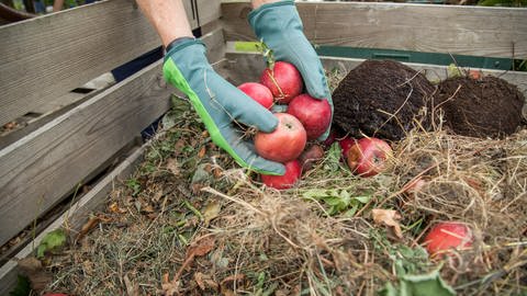 Äpfel und Grasschnitt auf dem Kompost: Der Kompost sollte gut durchmischt sein, damit die Mikroorganismen die Gartenabfälle gut zersetzen können (Foto: picture-alliance / Reportdienste, picture alliance / dpa Themendienst | Christin Klose)