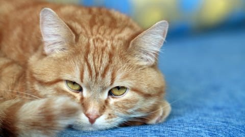 Katzen setzen Kot und Urin gerne getrennt ab. Zwei Katzenklos in der Wohnung sind daher sinnvoll. (Foto: Colourbox)
