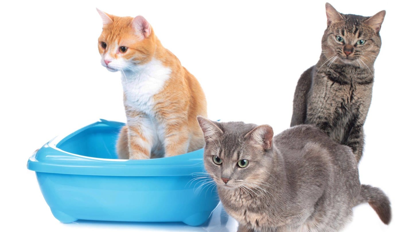 Drei Katzen und nur ein Katzenklo – das ist für die Tiere nicht ideal (Foto: IMAGO, imago images / Panthermedia)