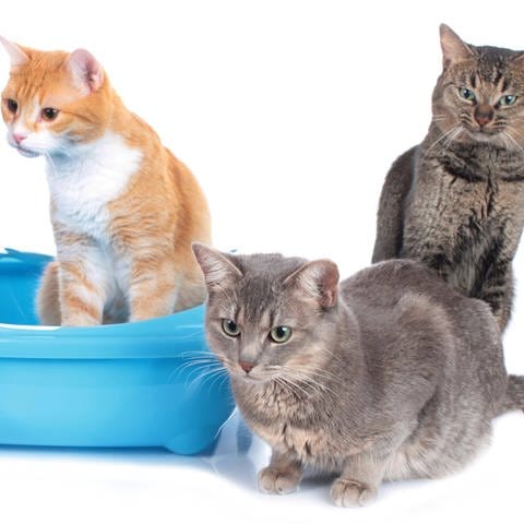 Drei Katzen und nur ein Katzenklo – das ist für die Tiere nicht ideal (Foto: IMAGO, imago images / Panthermedia)