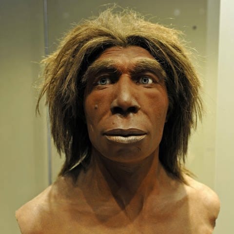 Büste eines Neandertalers, Museum für Naturkunde, Berlin (Foto: IMAGO, imago images / imagebroker)