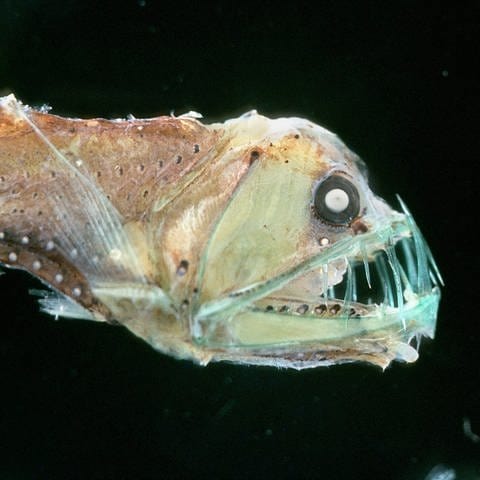 Der Viperfisch (Chauliodus sloani) ist ein Tiefseefisch