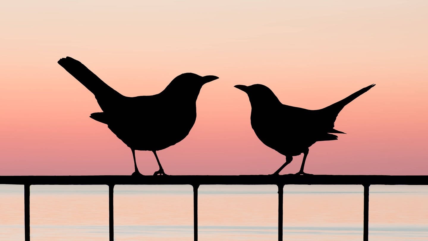 Zwei Amseln in der Dämmerung: Wenn wir Menschen noch etwas sehen, sehen Vögel auch noch. Nur wenn es ganz dunkel ist, sehen sie nichts mehr. (Foto: IMAGO, IMAGO / Shotshop)