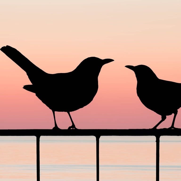 Zwei Amseln in der Dämmerung: Wenn wir Menschen noch etwas sehen, sehen Vögel auch noch. Nur wenn es ganz dunkel ist, sehen sie nichts mehr.  (Foto: IMAGO, IMAGO / Shotshop)