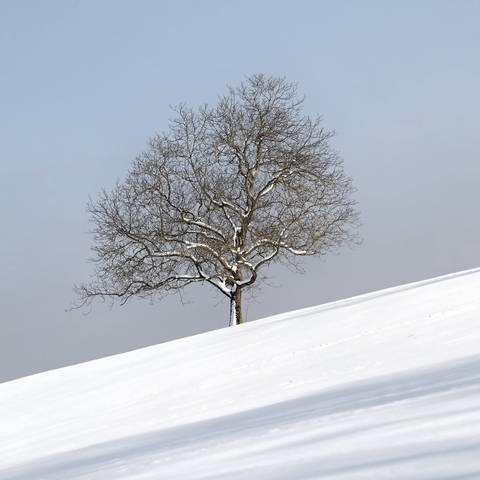 Eiche im Schnee: Im Winter ist nicht weniger Sauerstoff in der Luft (Foto: IMAGO, IMAGO / imagebroker)