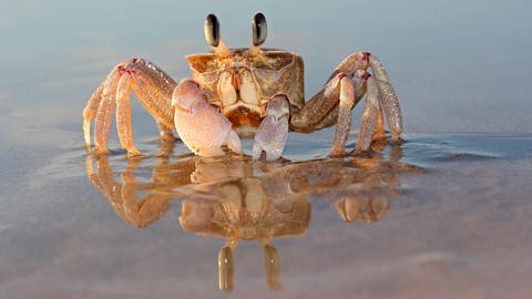 Krabbe am Strand: Wenn die Tiere Zeit haben, bewegen sie sich auch mal vor und zurück, aber wenn sie fliehen müssen, haben sie es seitwärts leichter. (Foto: picture-alliance / Reportdienste, picture alliance / Zoonar | Nico Smit)