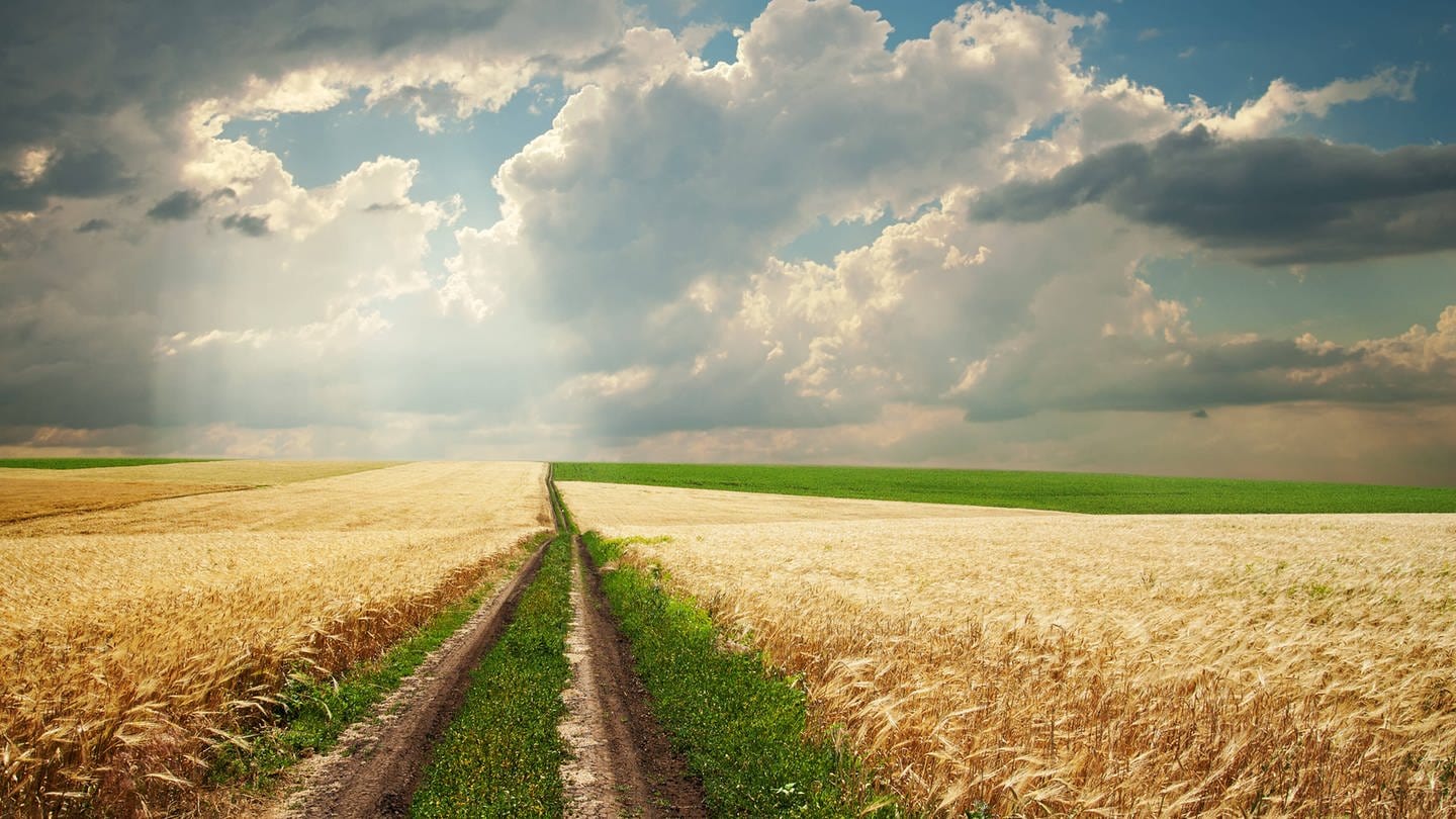 Ein Weg führt durch ein Getreidefeld und verliert sich am Horizont: Der Horizont ist umso weiter weg, je höher der Blickpunkt des Betrachters ist. (Foto: IMAGO, IMAGO / YAY Images)