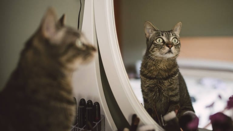 Katze sitzt vor einem Spiegel und schaut zur Seite: Manche Tiere erkennen sich vor dem Spiegel selbst. Katzen allerdings bestehen den Spiegeltest nicht. (Foto: IMAGO, IMAGO / Westend61)