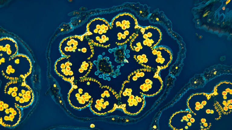 Lichtmikroskopaufnahme eines Gänseblümchens: Querschnitt durch Blütenköpfchen mit Staubbeuteln und Pollenkörnern