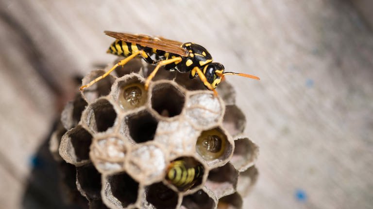 Eine Wespe sitzt auf ihrem Wespennestm, in dem schon kleine Eier abgelegt sind (Foto: IMAGO, IMAGO / Kickner)