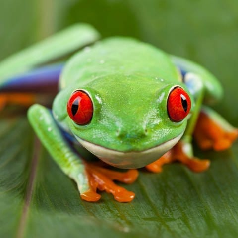 Rotaugenlaubfrosch: Dieser Frosch hat keine Locken (Foto: IMAGO, IMAGO / YAY Images)