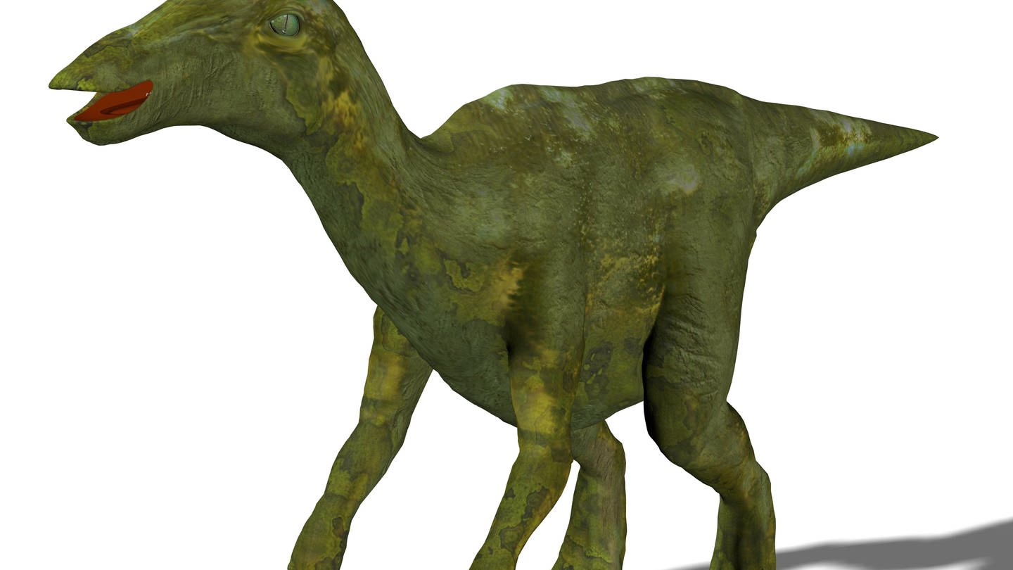 Der Lambeosaurus trug zwei Konchenstrukturen auf dem Kopf und hatte eine Länge zwischen 9 und 15 m (Foto: picture-alliance / Reportdienste, picture-alliance / Bildagentur-online/Saurer)