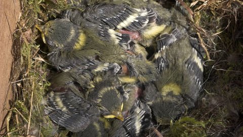 IMAGO  blickwinkel (Foto: IMAGO, Blaumeisen im Nest: Eine Blaumeise kann bis zu 12 Eier legen – jeden Tag eins. Trotzdem schlüpfen die Jungen alle gleichzeitig, denn gebrütet wird erst, wenn das Gelege vollständig ist.)