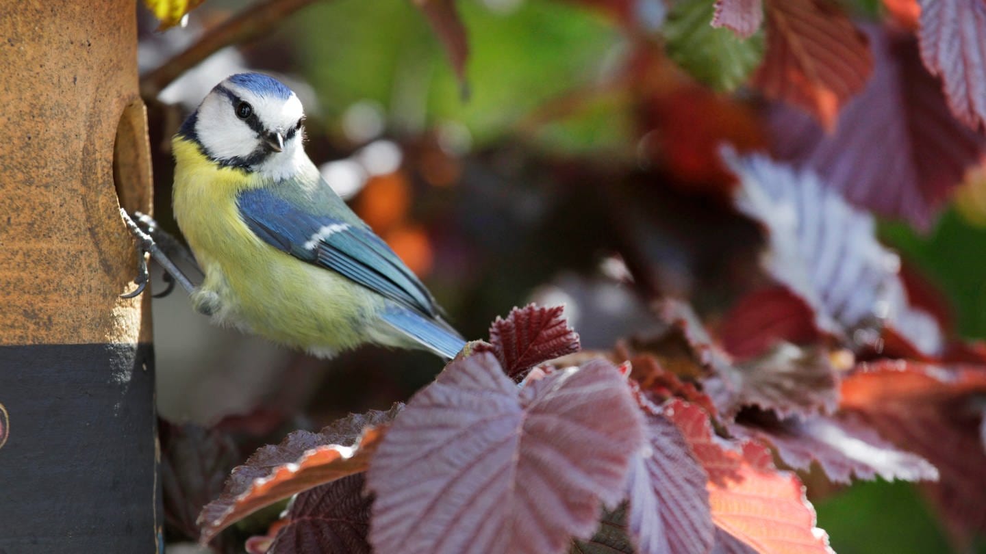 Eine Blaumeise an einem Nistkasten: Das alte Nest vom Vorjahr wird nie mehr direkt benutzt, sondern die Vögel bauen ein neues Nestchen darüber (Foto: picture-alliance / Reportdienste, picture alliance / blickwinkel/R. Sturm | R. Sturm)