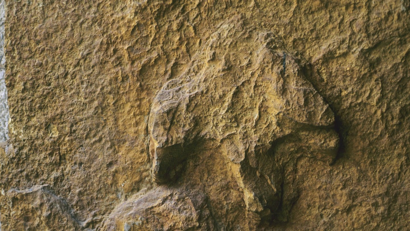 Fussspur eines Iguanodons aus der Unterkreide, Obernkirchen / Niedersachsen (Foto: picture-alliance / Reportdienste, picture alliance / blickwinkel/R. Koenig | R. Koenig)