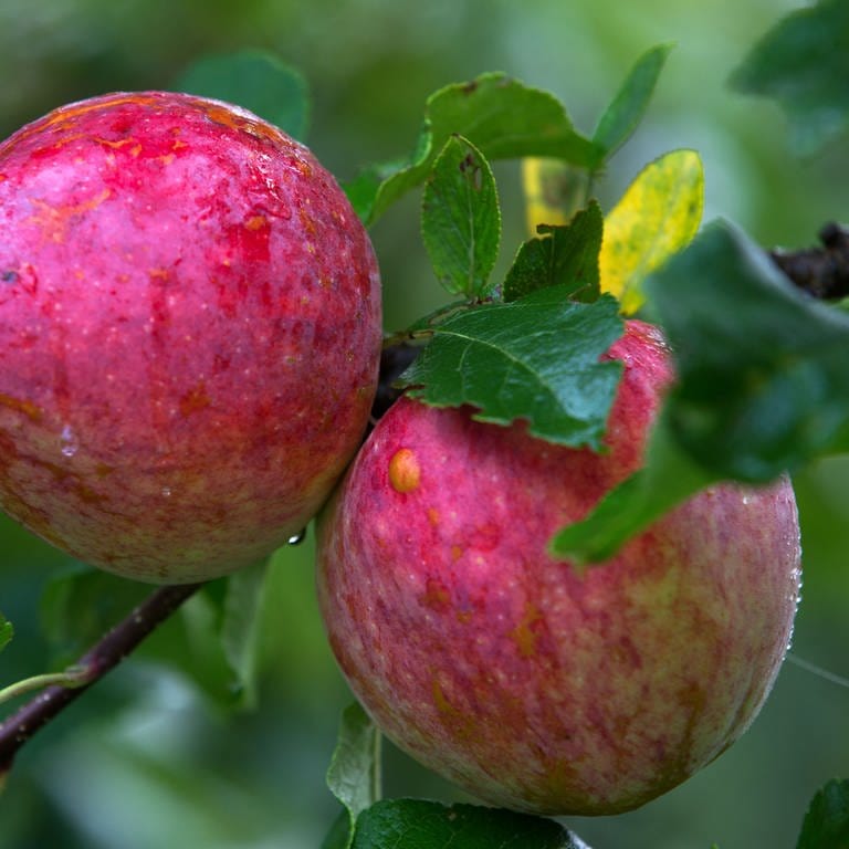Äpfel der Sorte Remo: Wenn das Kerngehäuse eines Apfels schimmlig ist genügt es, das Gehäuse großzügig herauszuschneiden. Man kann den Rest des Apfels dann trotzdem noch essen. (Foto: dpa Bildfunk, picture alliance / dpa | Jens Büttner)