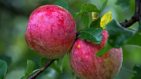 Äpfel der Sorte Remo: Wenn das Kerngehäuse eines Apfels schimmlig ist genügt es, das Gehäuse großzügig herauszuschneiden. Man kann den Rest des Apfels dann trotzdem noch essen. (Foto: dpa Bildfunk, picture alliance / dpa | Jens Büttner)