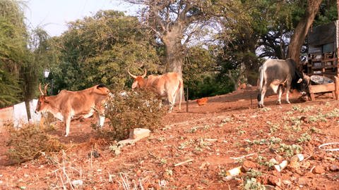 Rinder im Senegal: Leuchtend roten Böden kann man in Italien sehen, in Spanien, auf dem Balkan bis runter nach Griechenland – aber auch weiter südlich in den Tropen, sowie vielerorts in Afrika, Südamerika oder Südostasien.  (Foto: SWR, Gábor Paál)
