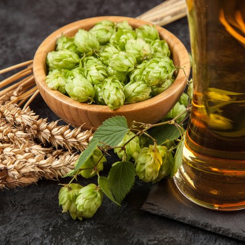 Zur Herstellung von alkoholfreiem Bier werden keine anderen Zutaten verwendet wie für "normales" Bier: Wasser, Malz, Hopfen und Hefe. (Foto: IMAGO, IMAGO / agefotostock)