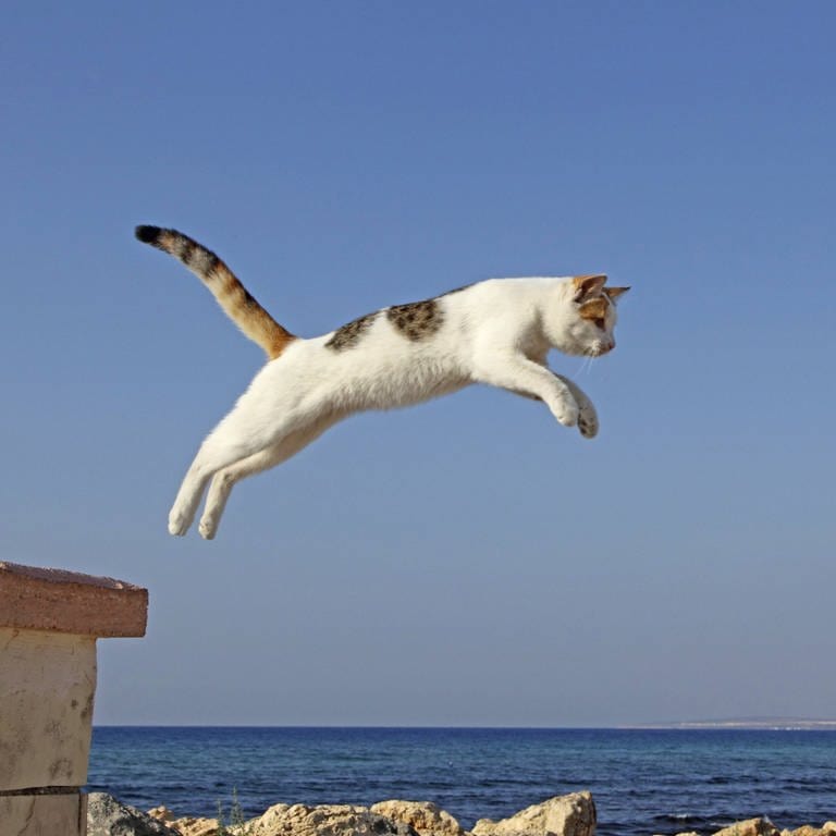 Hauskatze springt auf einem Dach von Schornstein zu Schornstein: Eine Katze hat "sieben Leben" (Foto: IMAGO, IMAGO / blickwinkel)