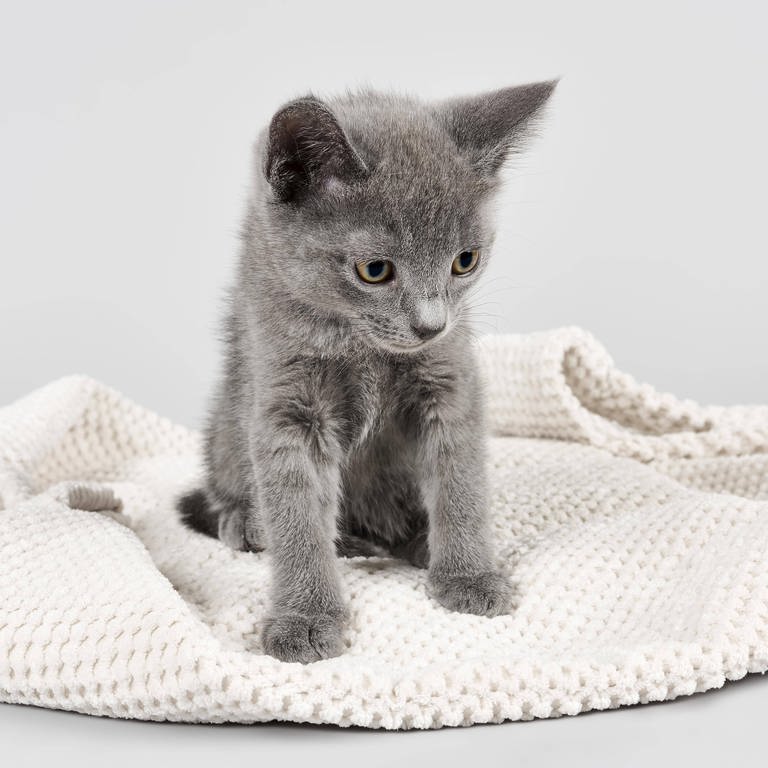 Katze steht auf weicher Decke: Ist das Treten auf weichen Unterlagen ein Verhaltensmuster (Foto: IMAGO, IMAGO / imagebroker)